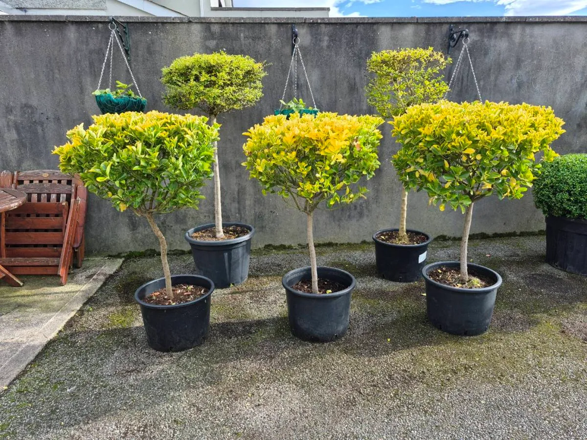 Plants/shrubs - Image 1