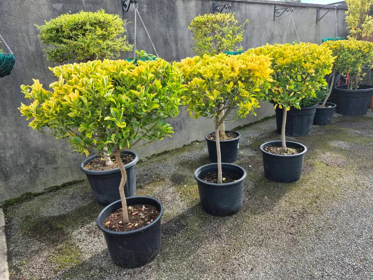 Plants/shrubs - Image 2