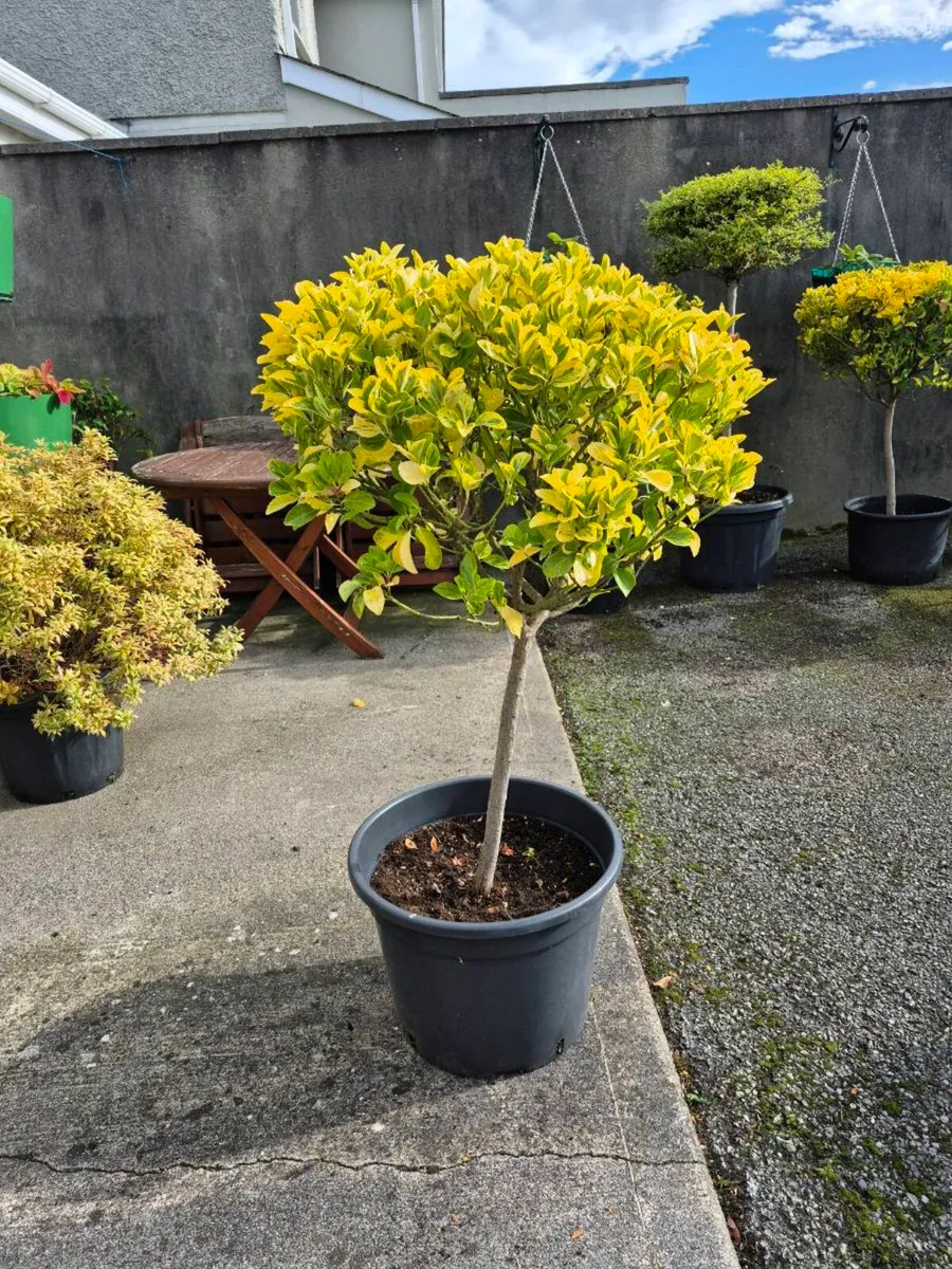 Plants/shrubs - Image 3