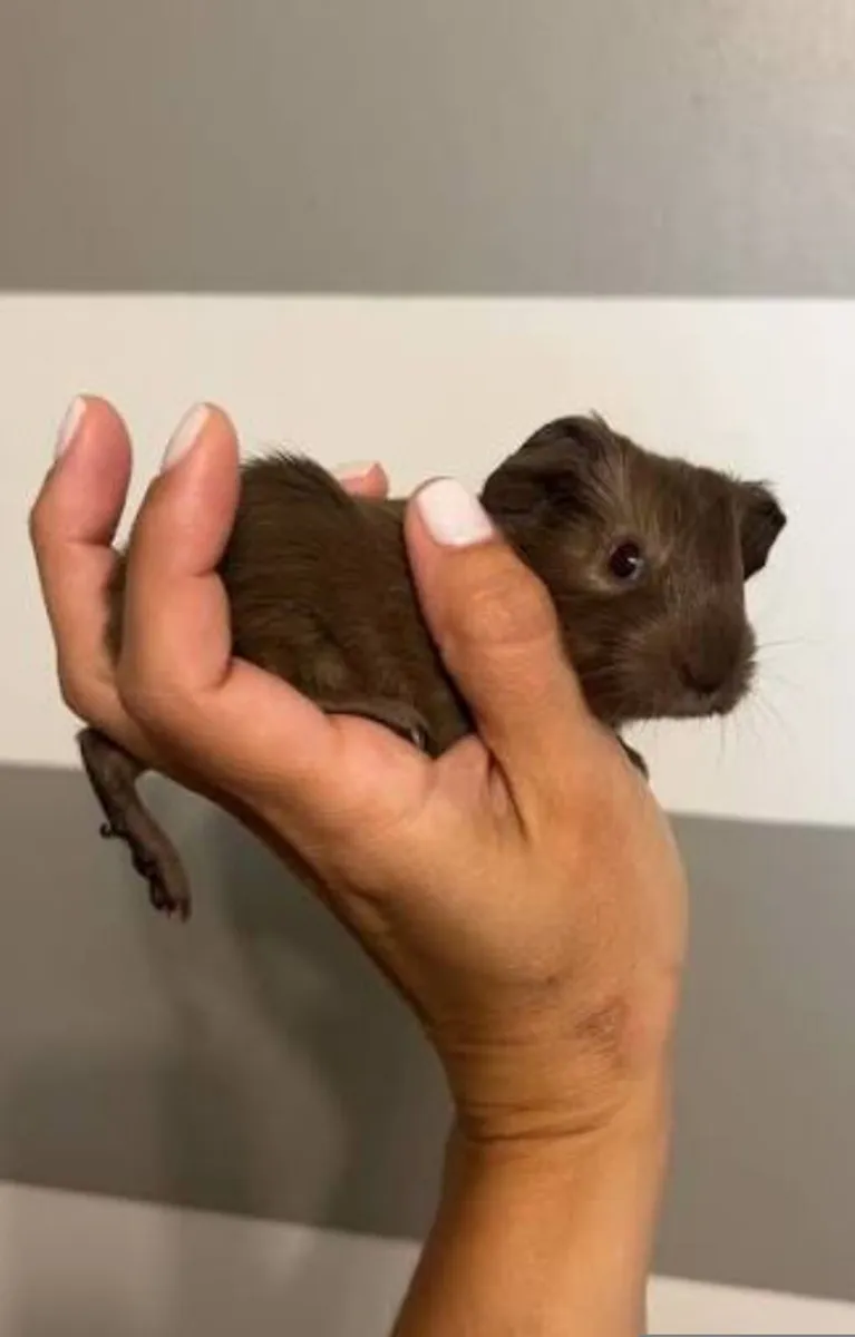 Adorable & Social Baby Guinea Pig for Sale! 🐾 - Image 4