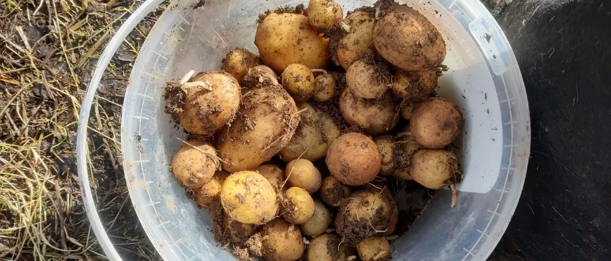 Organic Seed Potatoes - Image 1