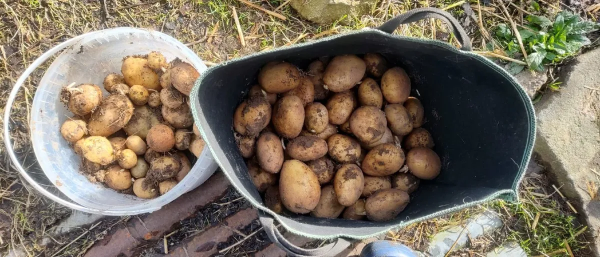 Organic Seed Potatoes - Image 2