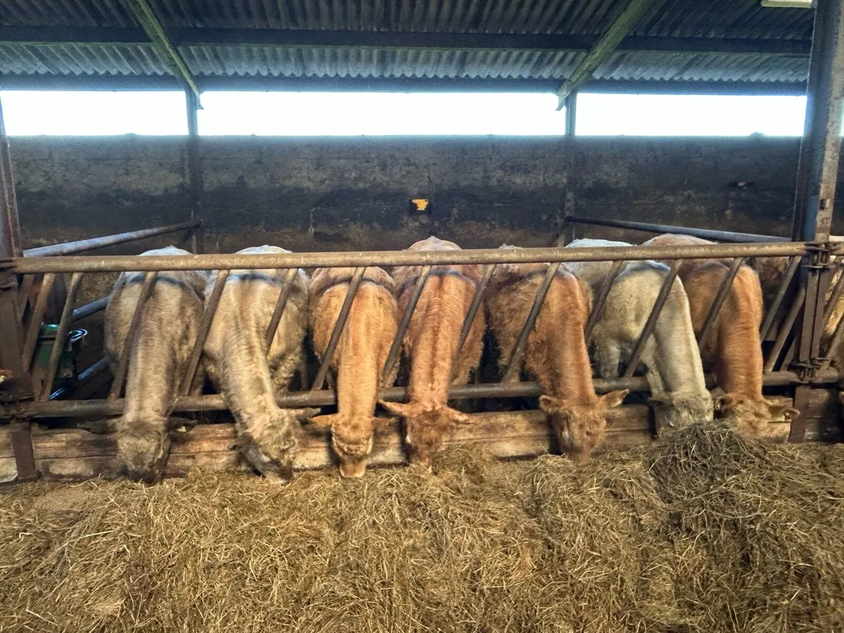 Yearling bullocks - Image 2