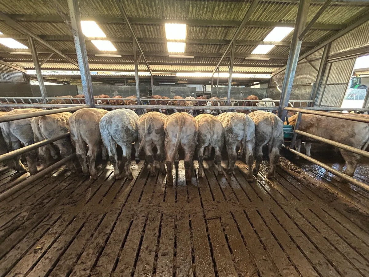 Yearling bullocks - Image 3