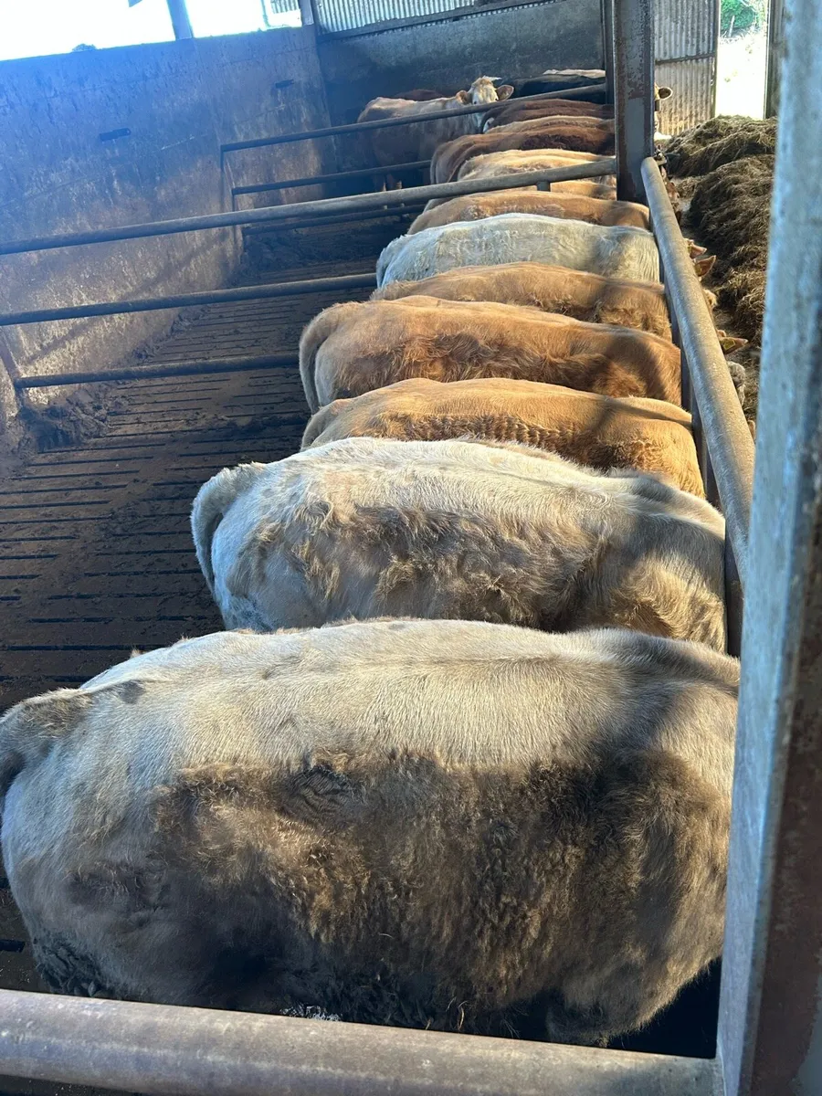 Yearling bullocks - Image 4