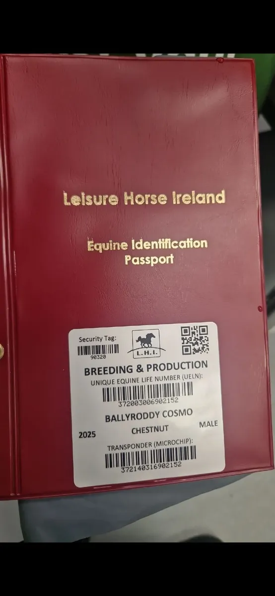 Minature Pony - Image 1