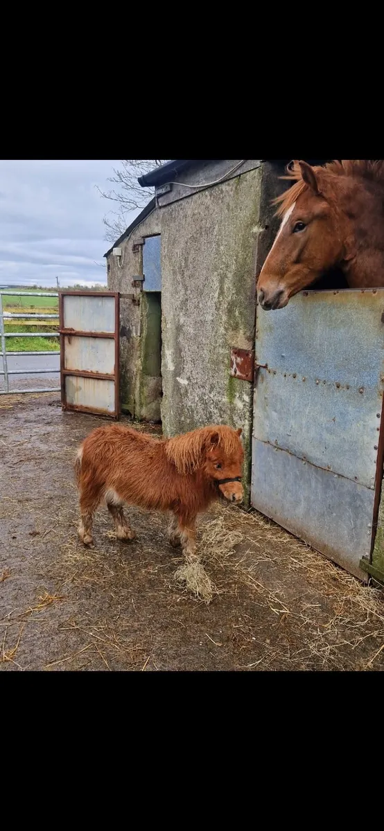 Minature Pony - Image 2