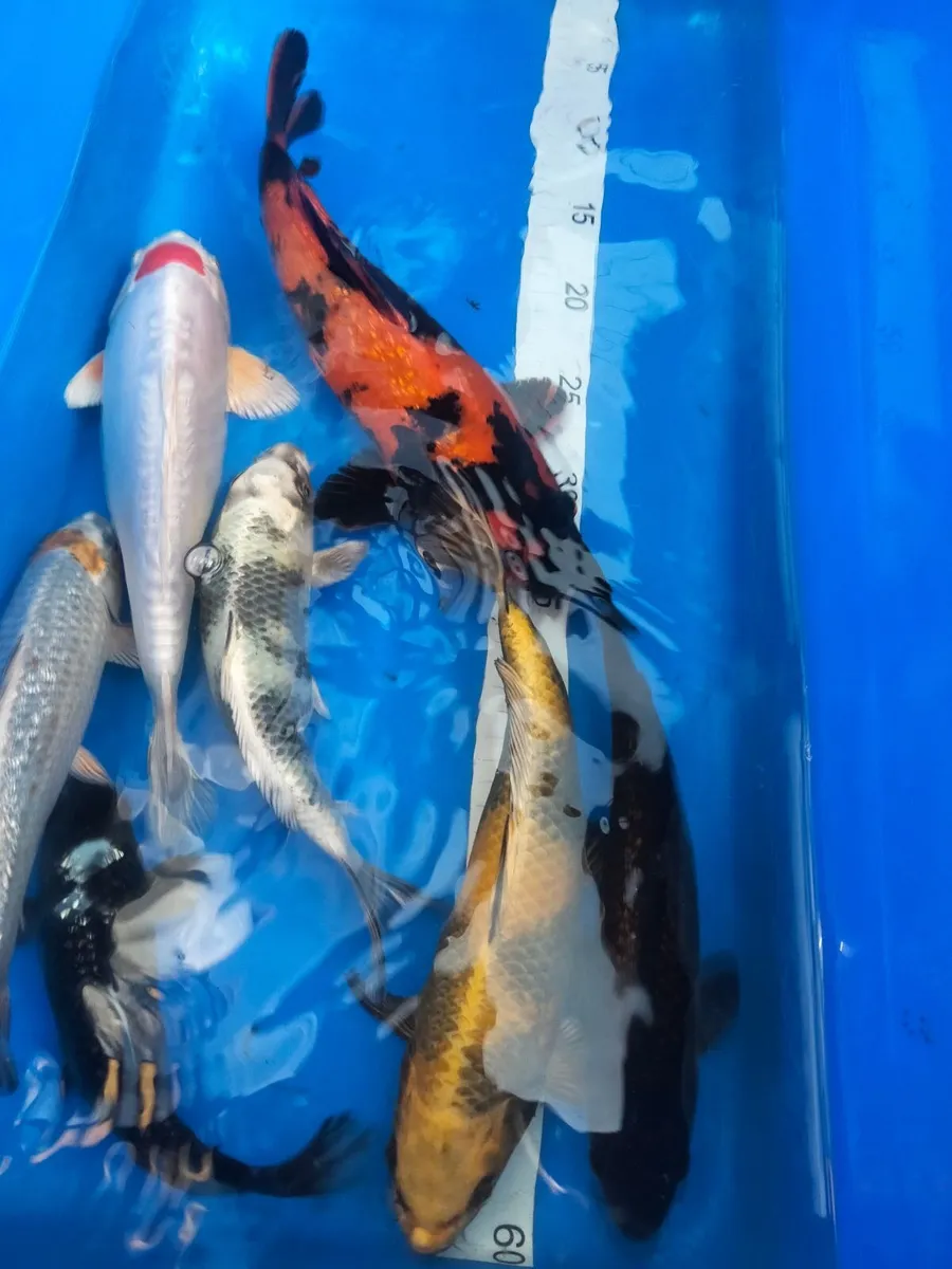 Final reductions Japanese koi selection - Image 3
