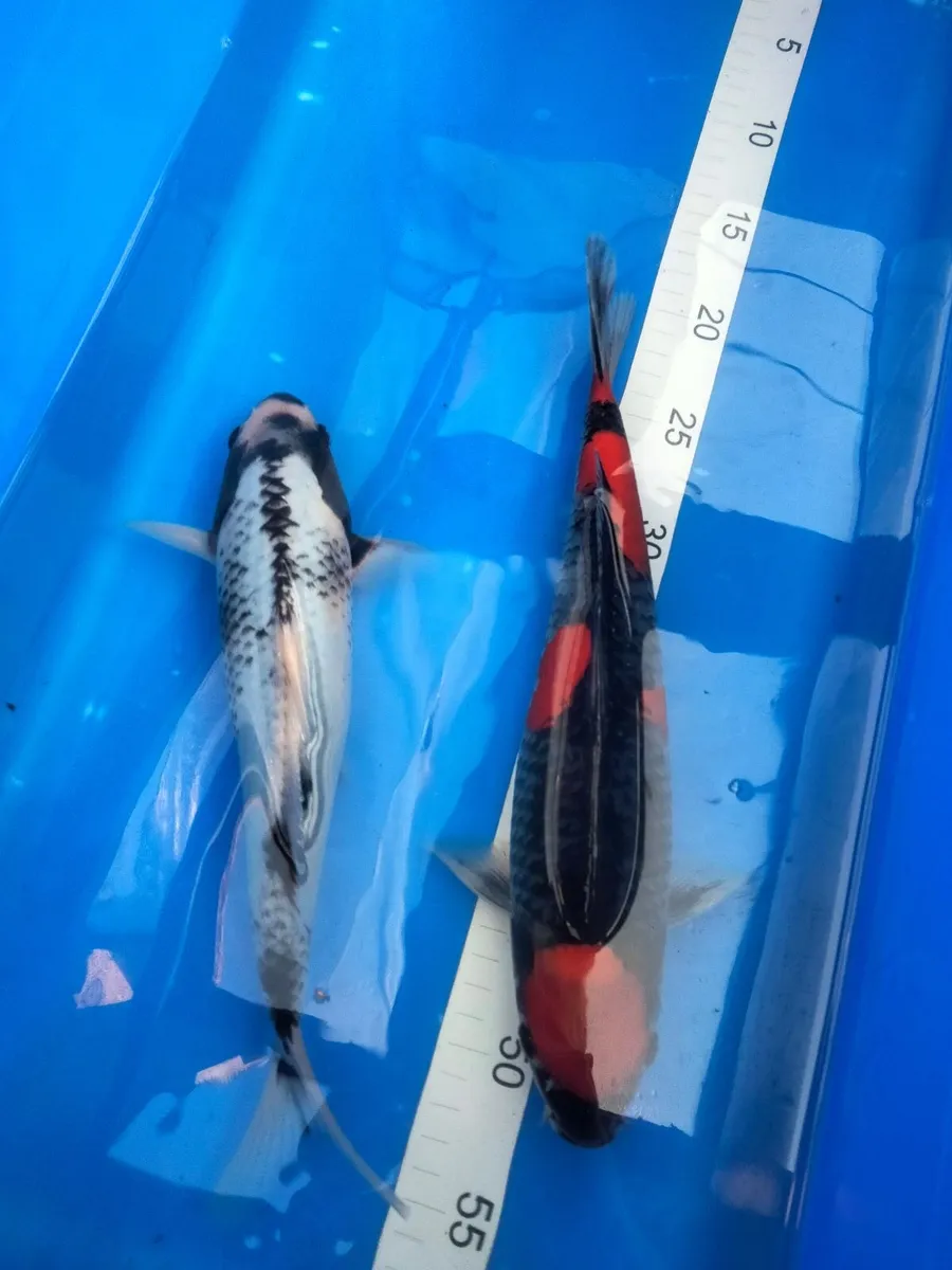 Prices reduced,Japanese koi selection available - Image 1