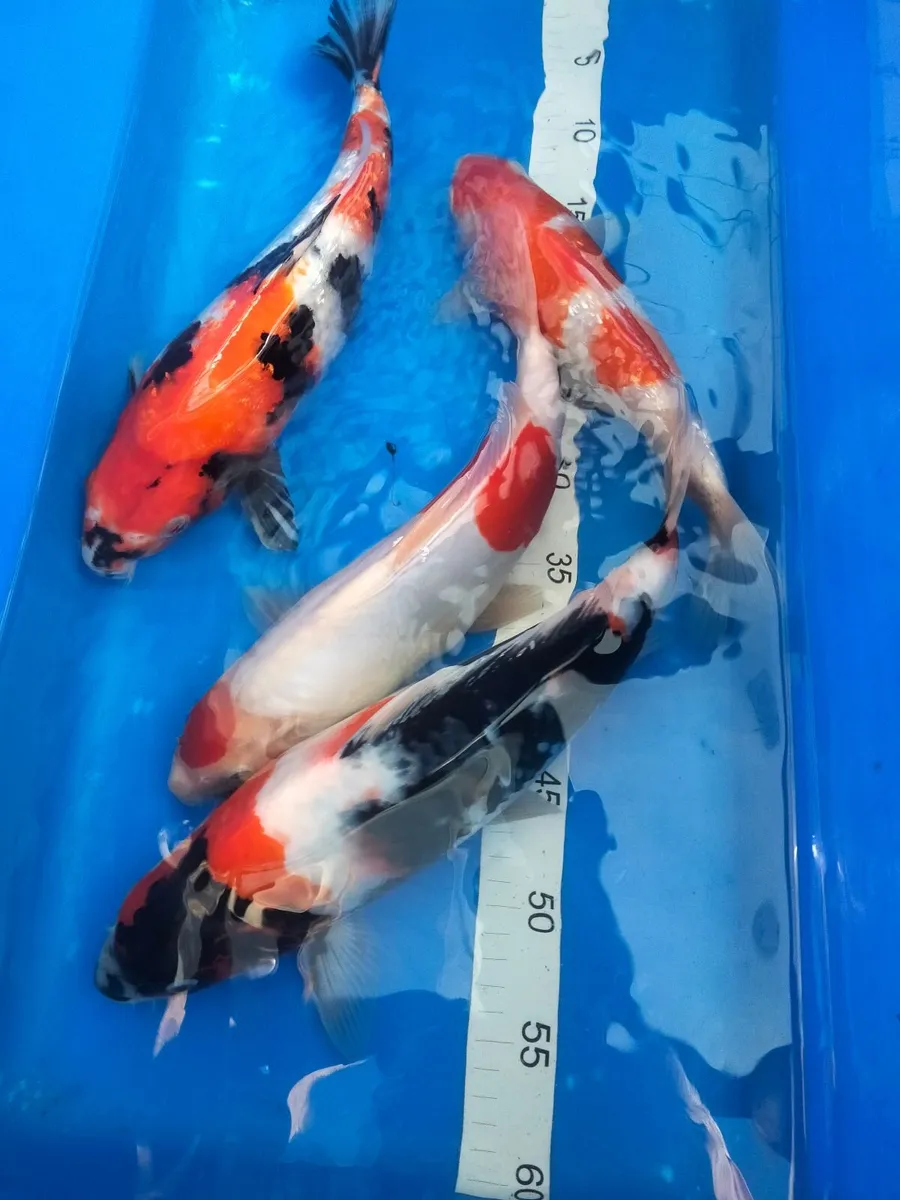 Final reductions Japanese koi selection - Image 2
