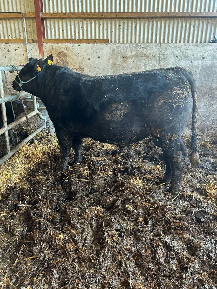 Pedigree Angus Bulls - Image 3