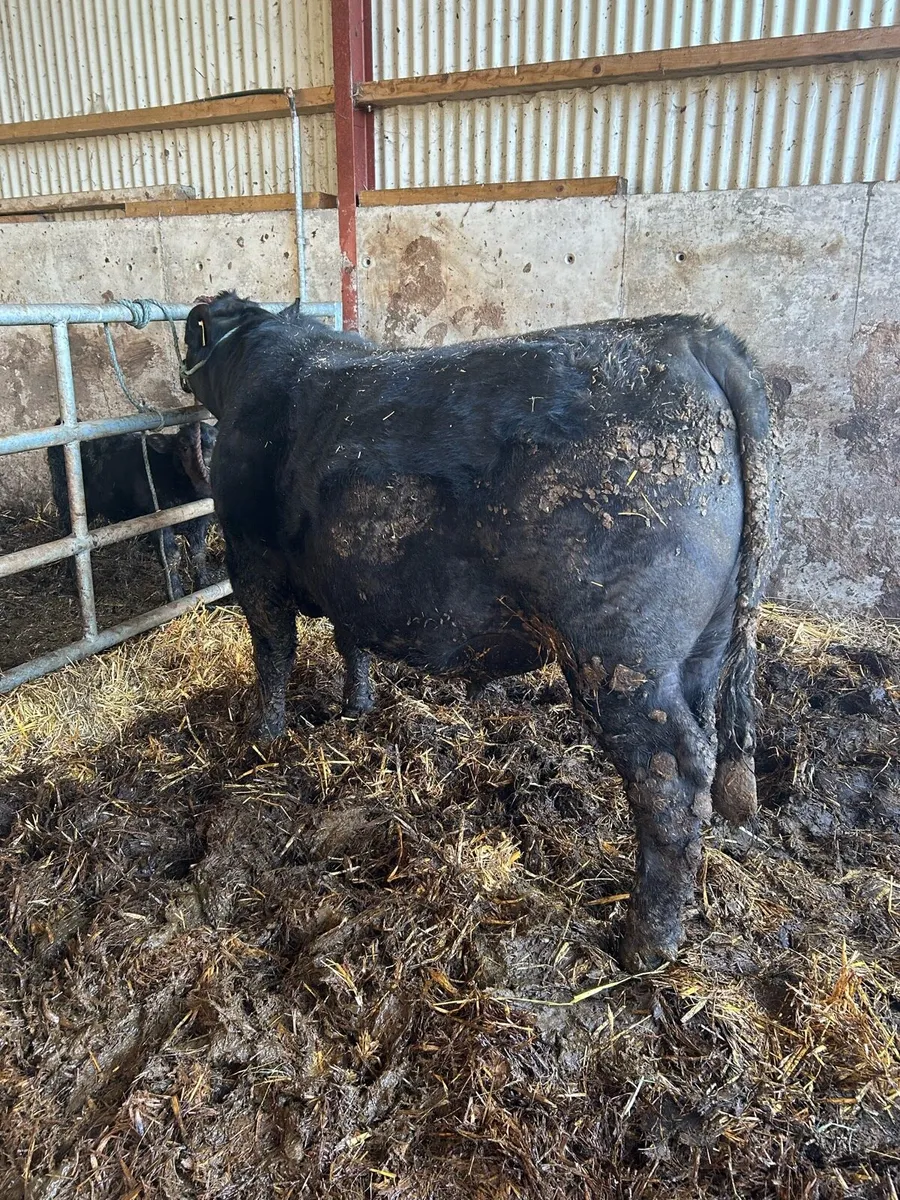 Pedigree Angus Bulls - Image 2