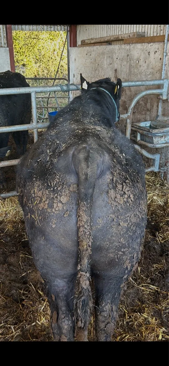 Pedigree Angus Bulls - Image 4