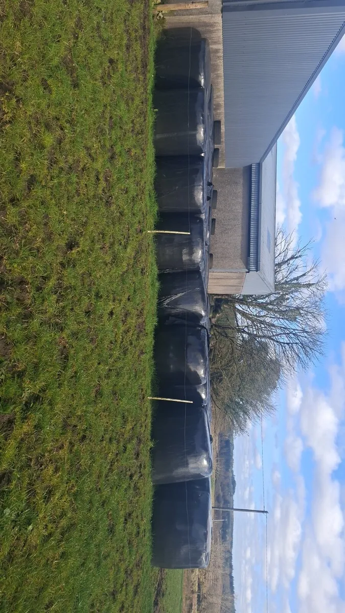 First cut silage - Image 1