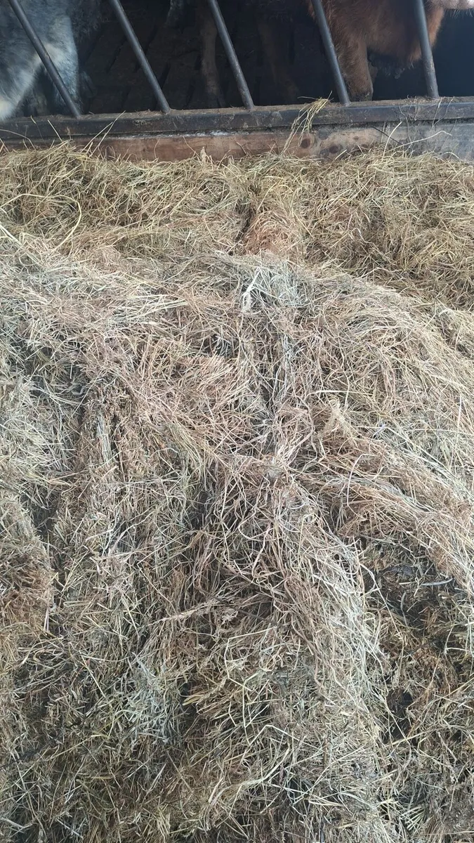 First cut silage - Image 2