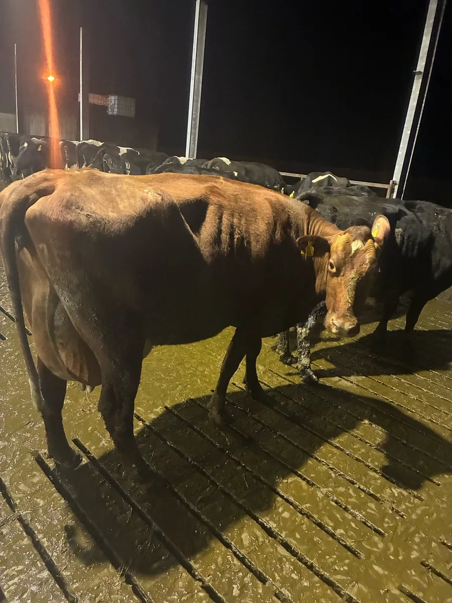 Cows to rear calves - Image 1