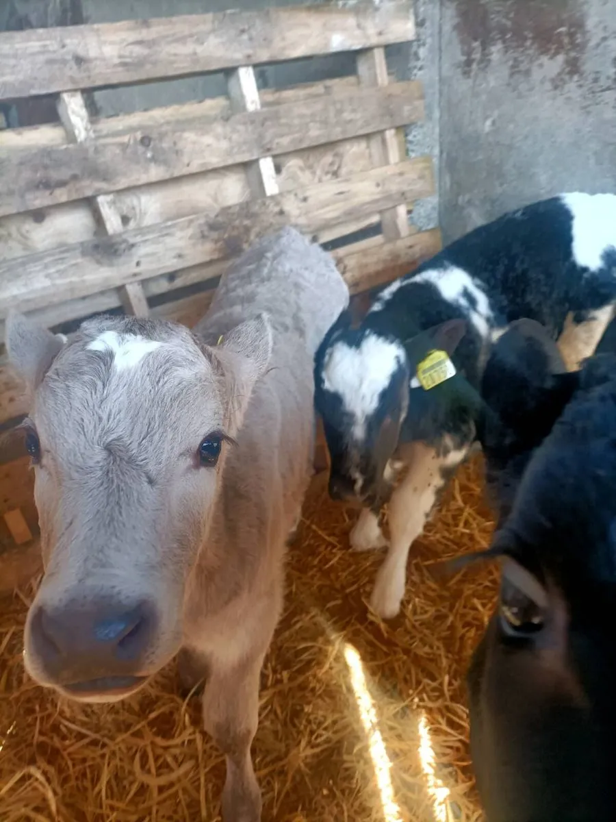 Calves - Image 4