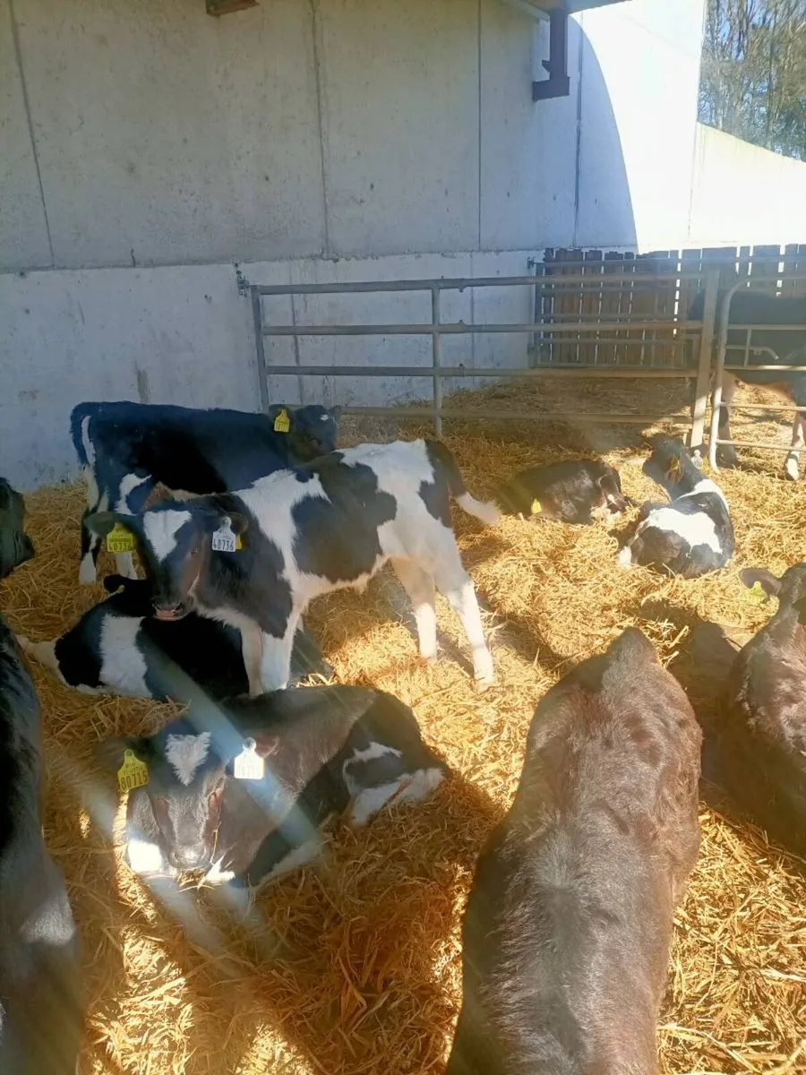 Calves - Image 2