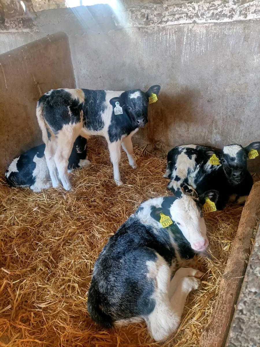 Calves - Image 1