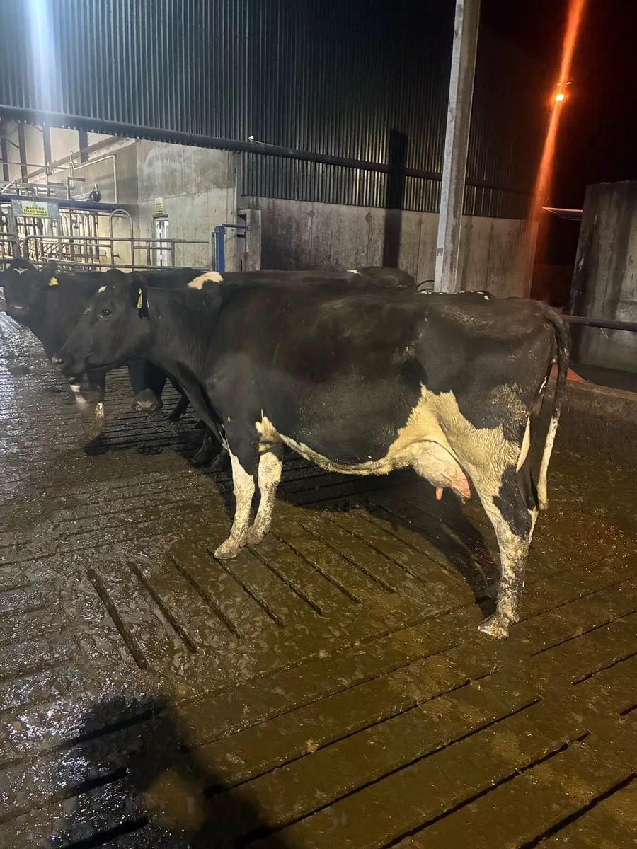 Cows to rear calves - Image 2