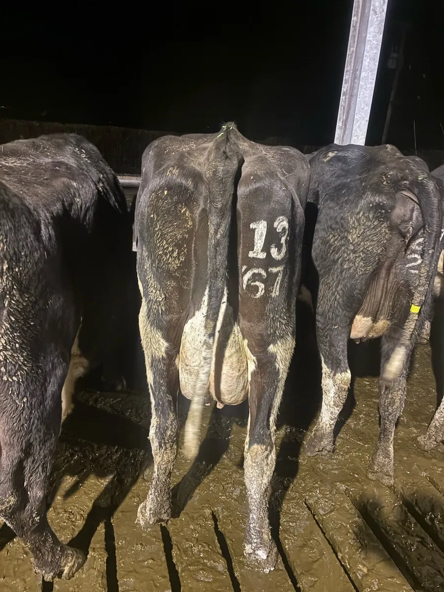 Cows to rear calves - Image 3