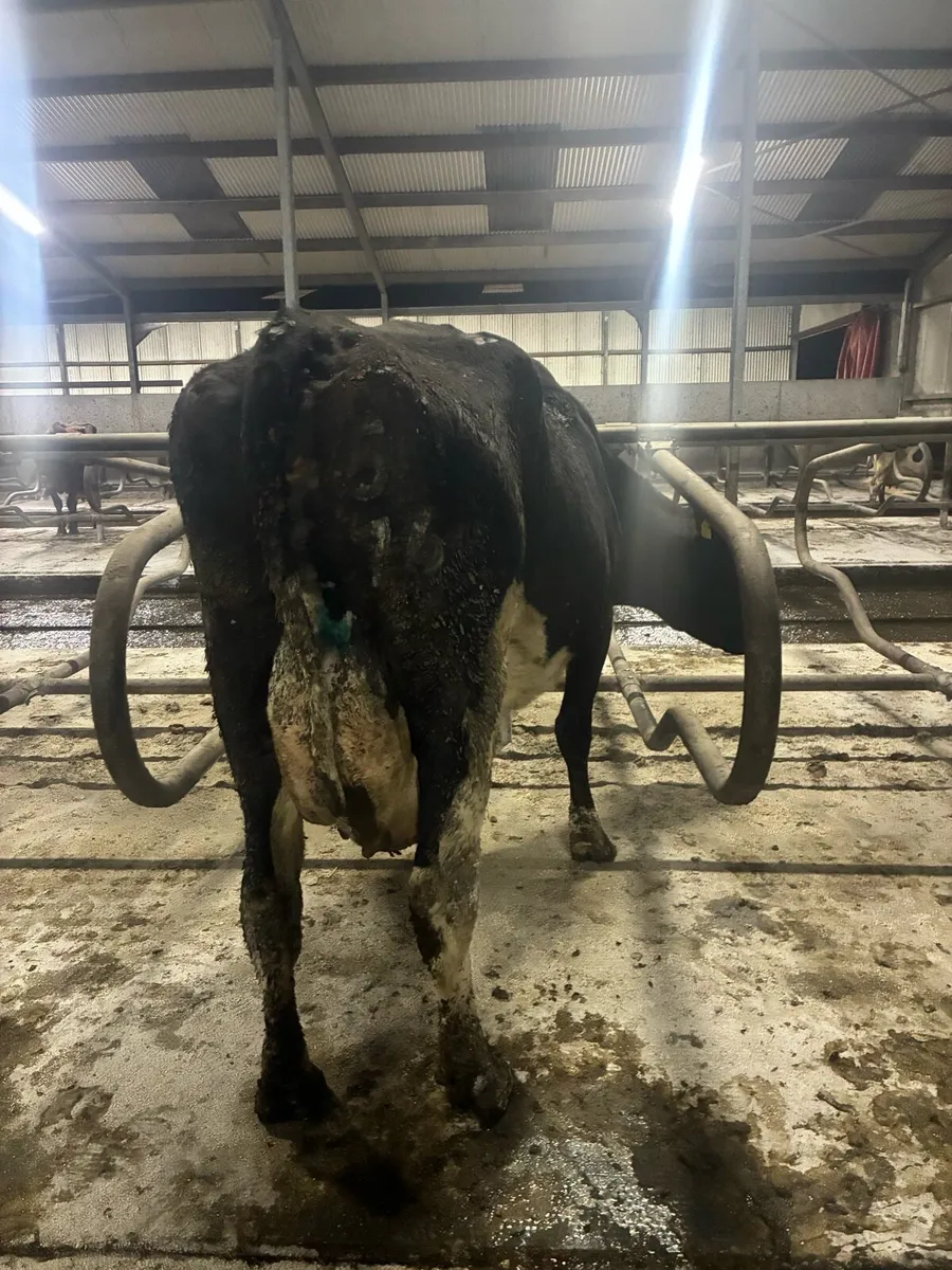 Cows to rear calves - Image 4