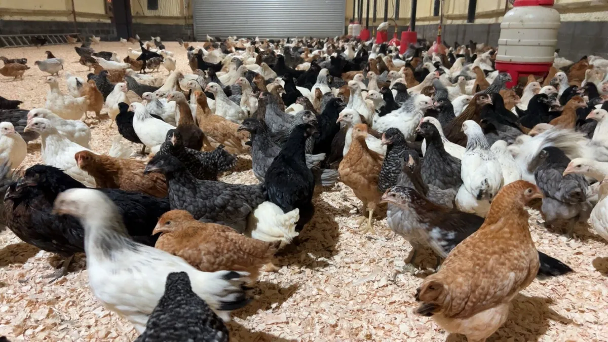 Chickens Delivered tomorrow Dublin, Kildare - Image 1