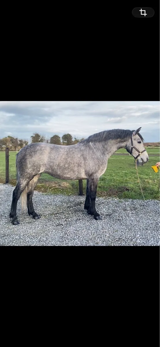 Connemara filly - Image 1