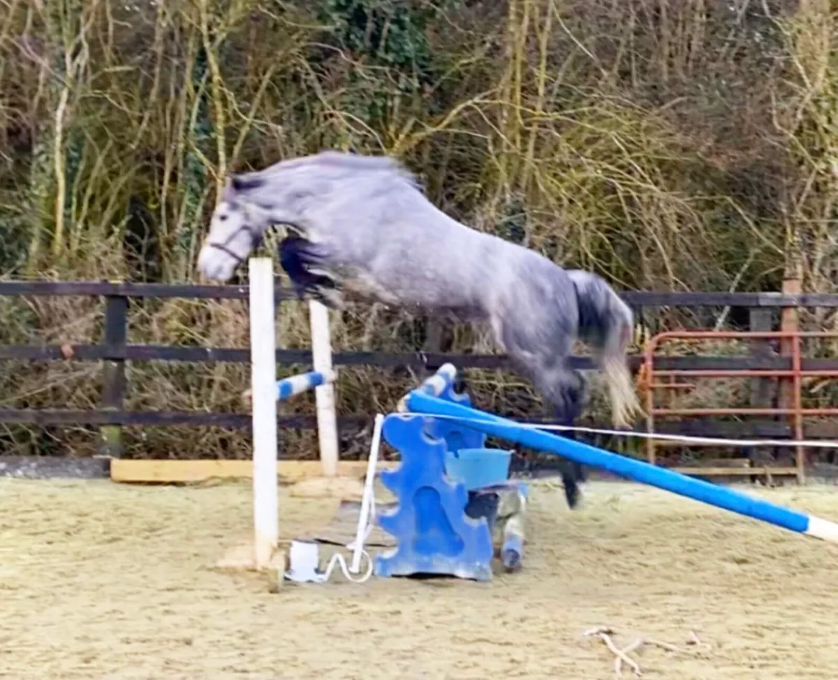 Connemara filly - Image 2