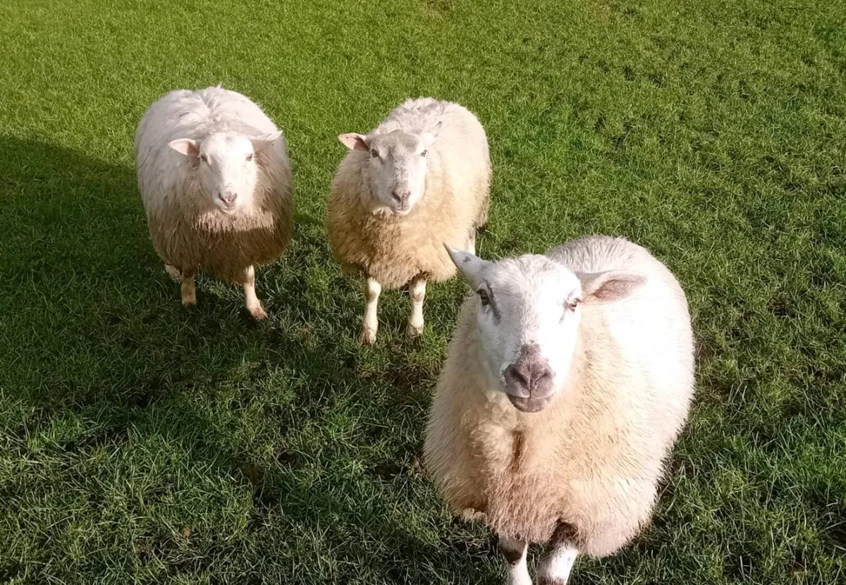 Heavy Hoggets - Image 2