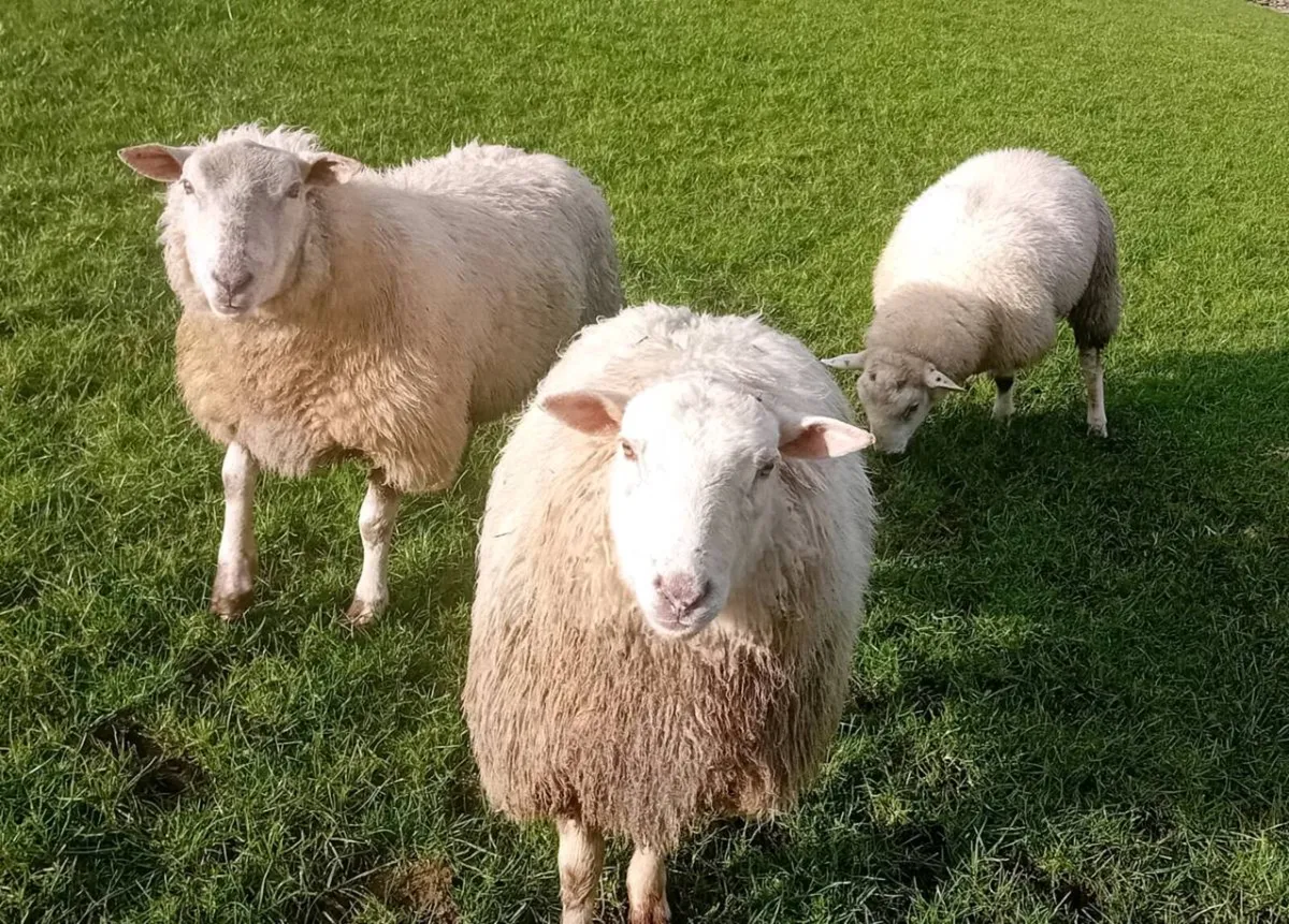 Heavy Hoggets - Image 3