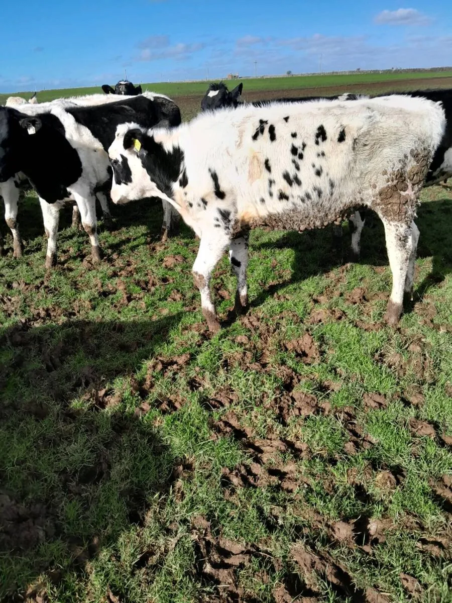 16  maiden  heiffers - Image 1