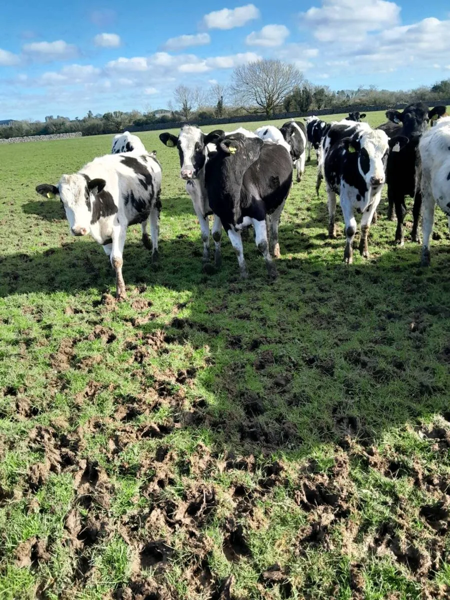 16  maiden  heiffers - Image 2