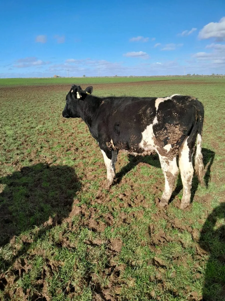 16  maiden  heiffers - Image 3