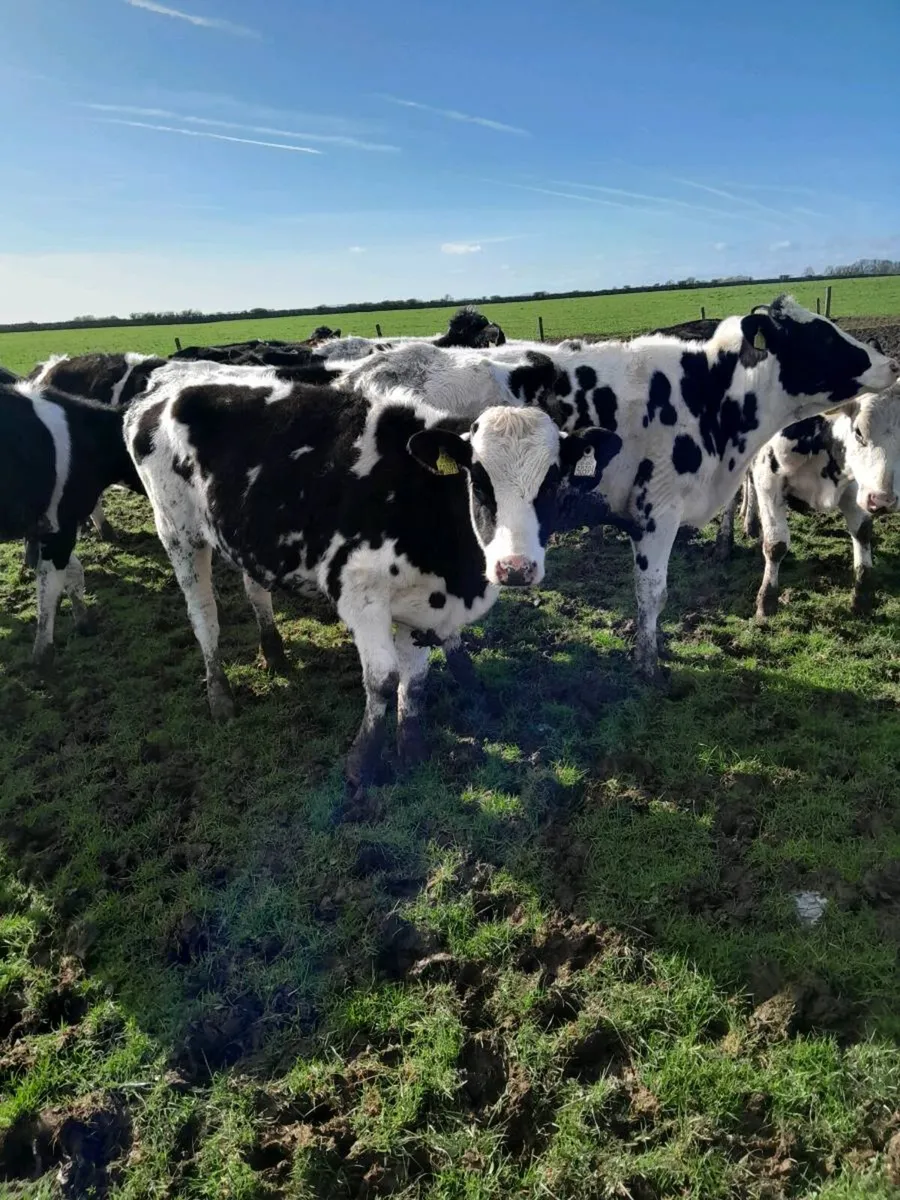 16  maiden  heiffers - Image 4