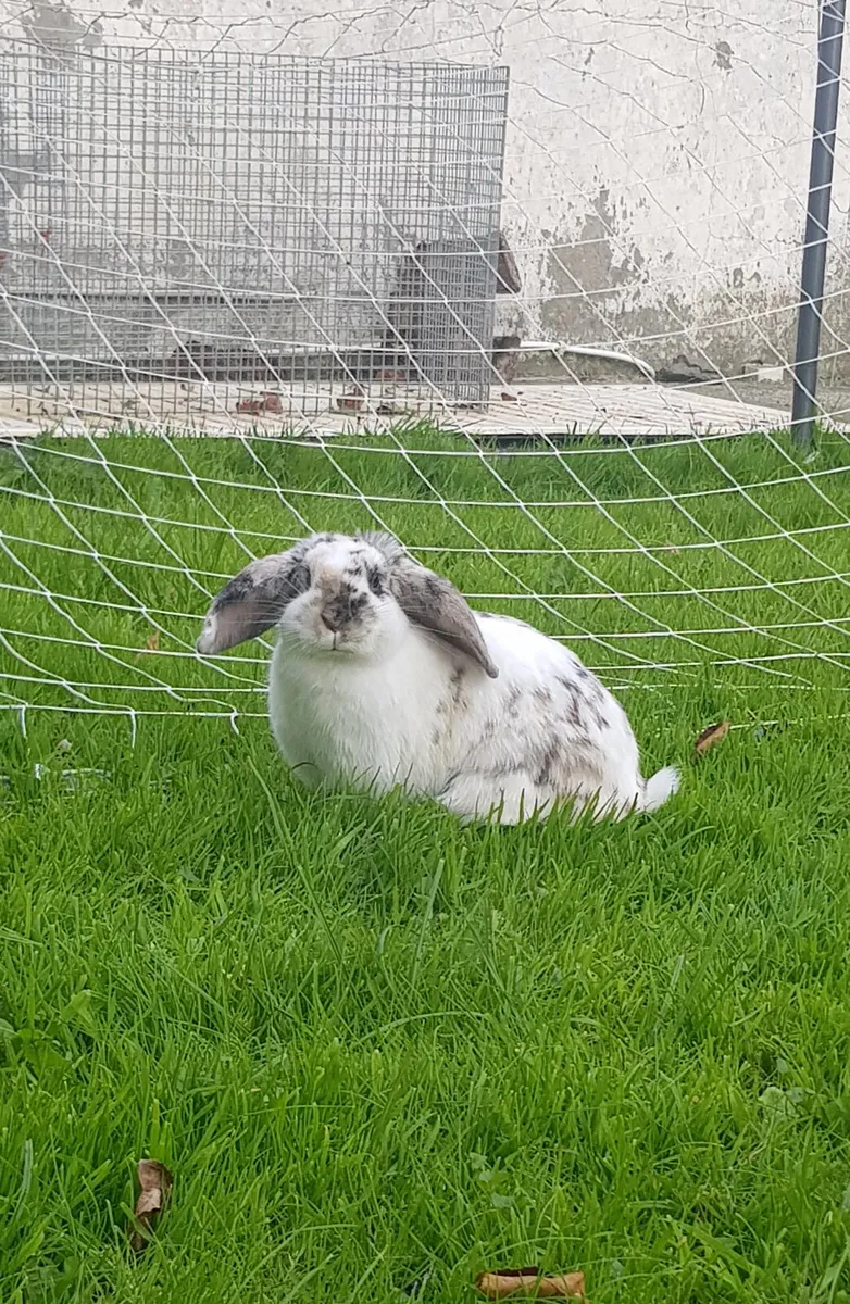 Purebred Mini lop Bunnies/rabbits and cages - Image 3