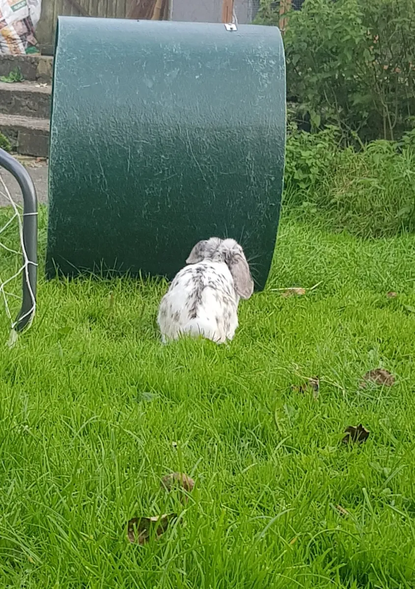 Purebred Mini lop Bunnies/rabbits and cages - Image 4