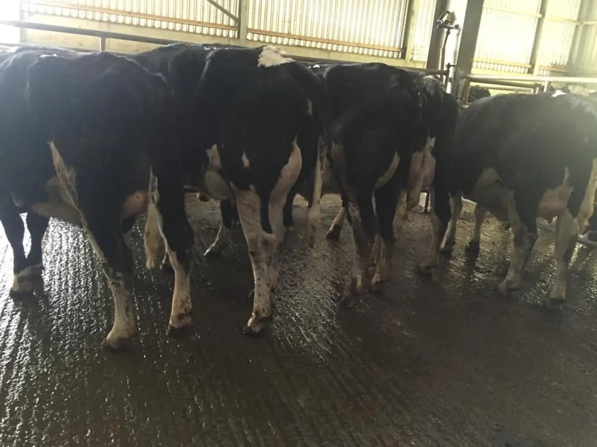 GENUINE CLEARANCE SALE LISTOWEL MART WED 11TH MARC