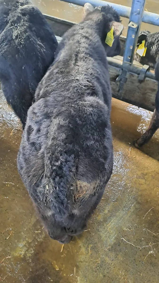 Angus calves - Image 2