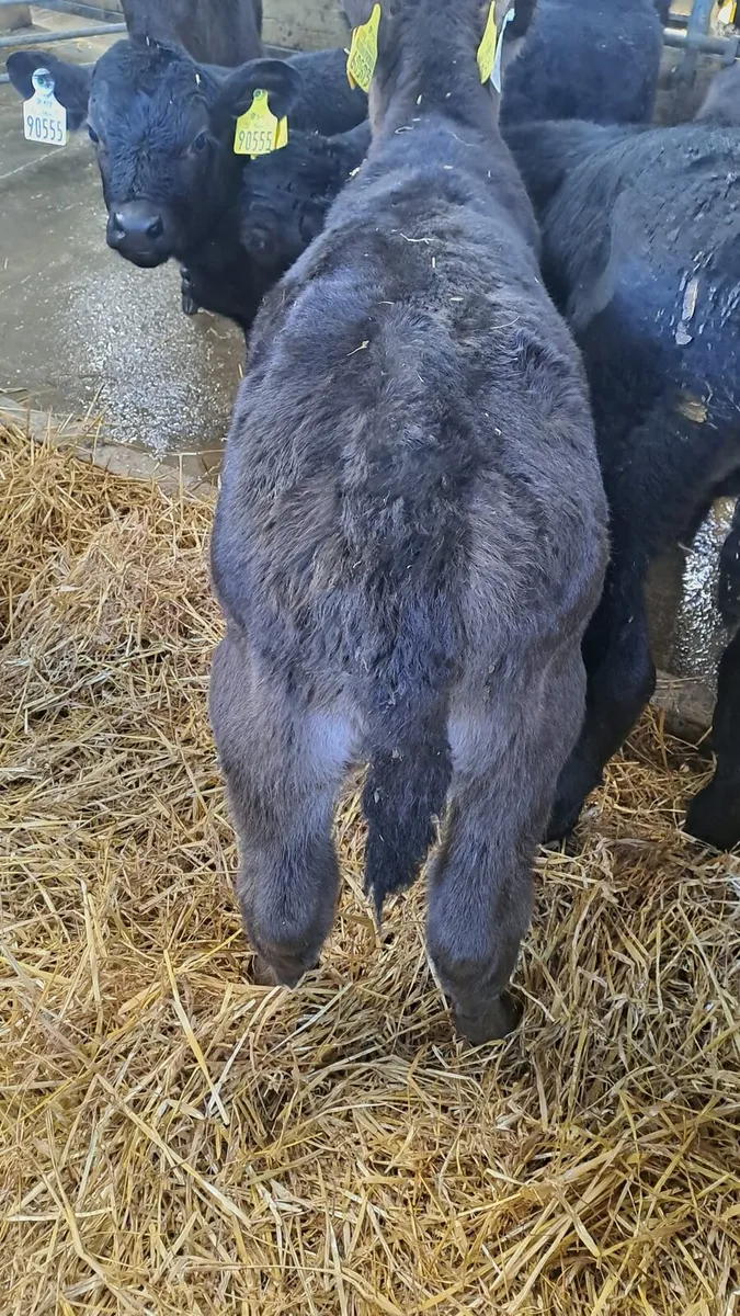 Angus calves - Image 4
