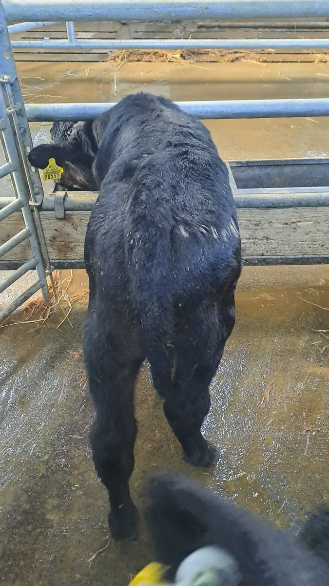 Angus calves - Image 1