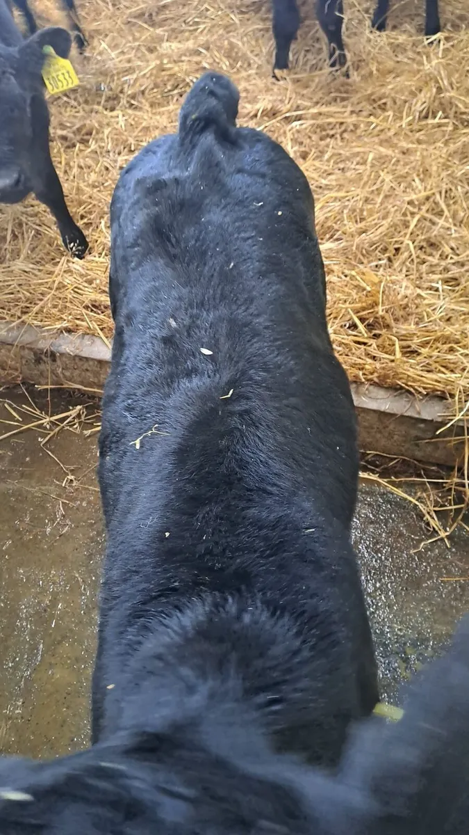 Angus calves - Image 3