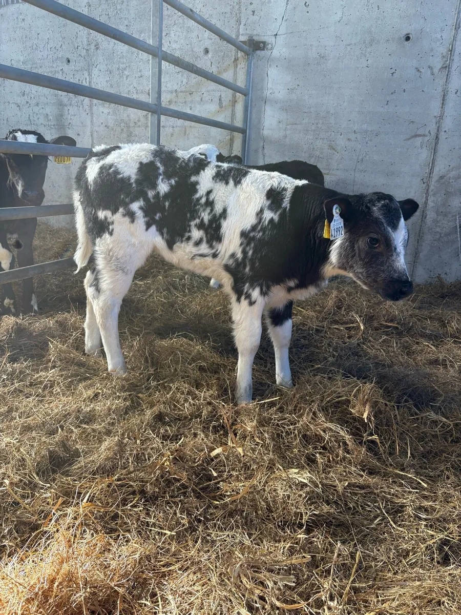 Continental heifer calves - Image 1