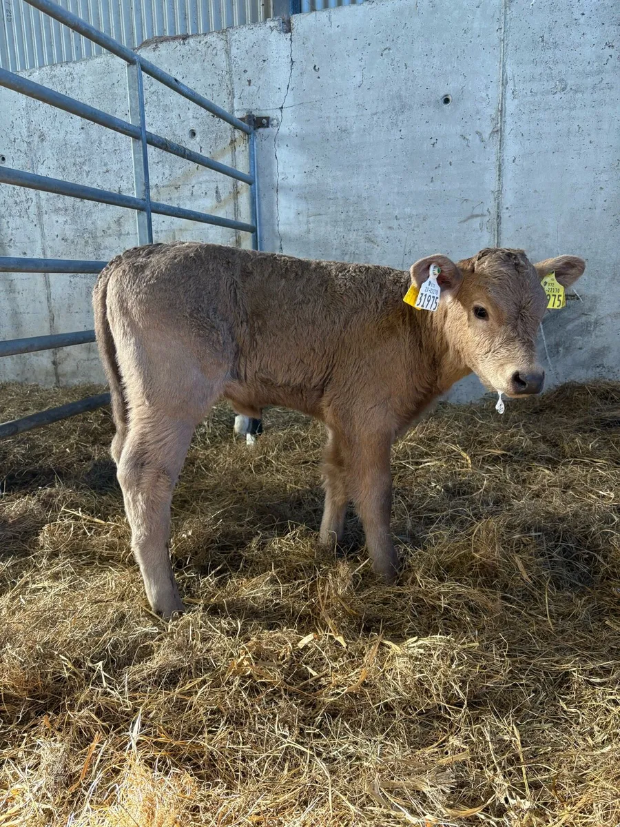 Continental heifer calves - Image 2