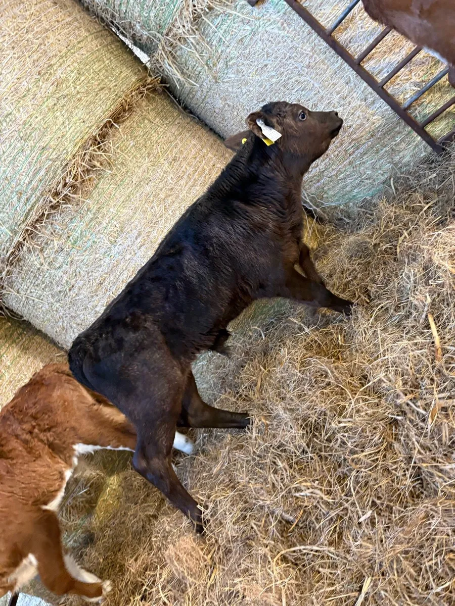 Continental calves - Image 4