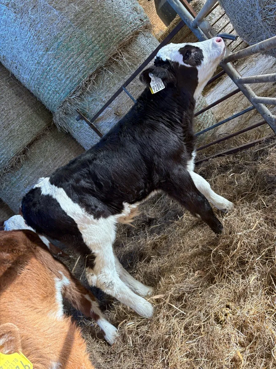 Continental heifer calves - Image 4