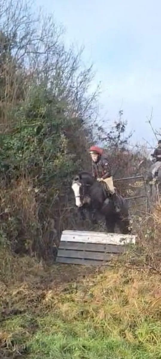 12 hands Pony - Image 2