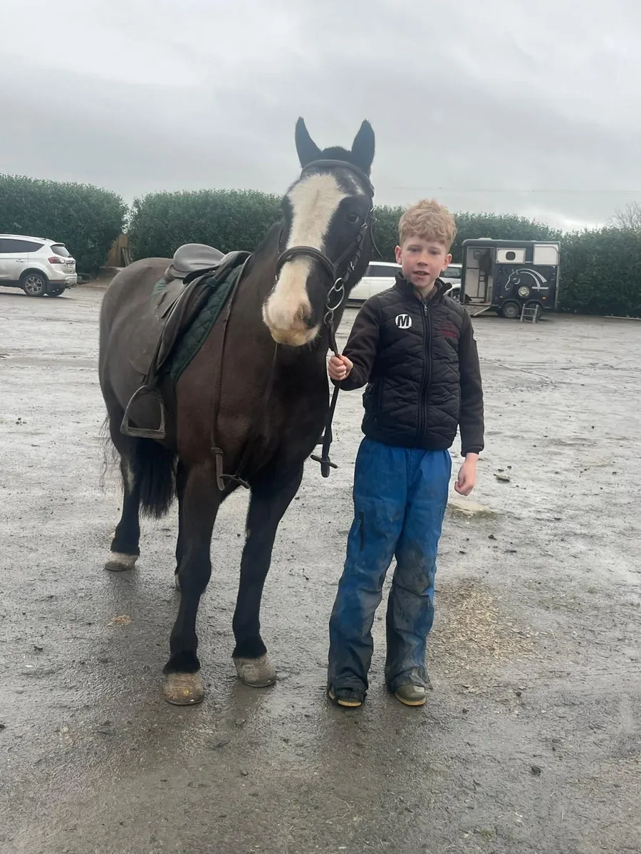 12 hands Pony - Image 3