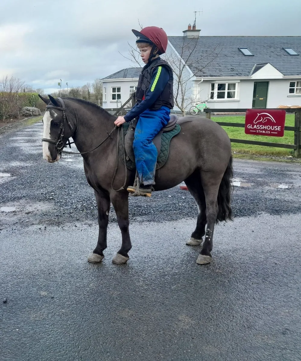 12 hands Pony - Image 4