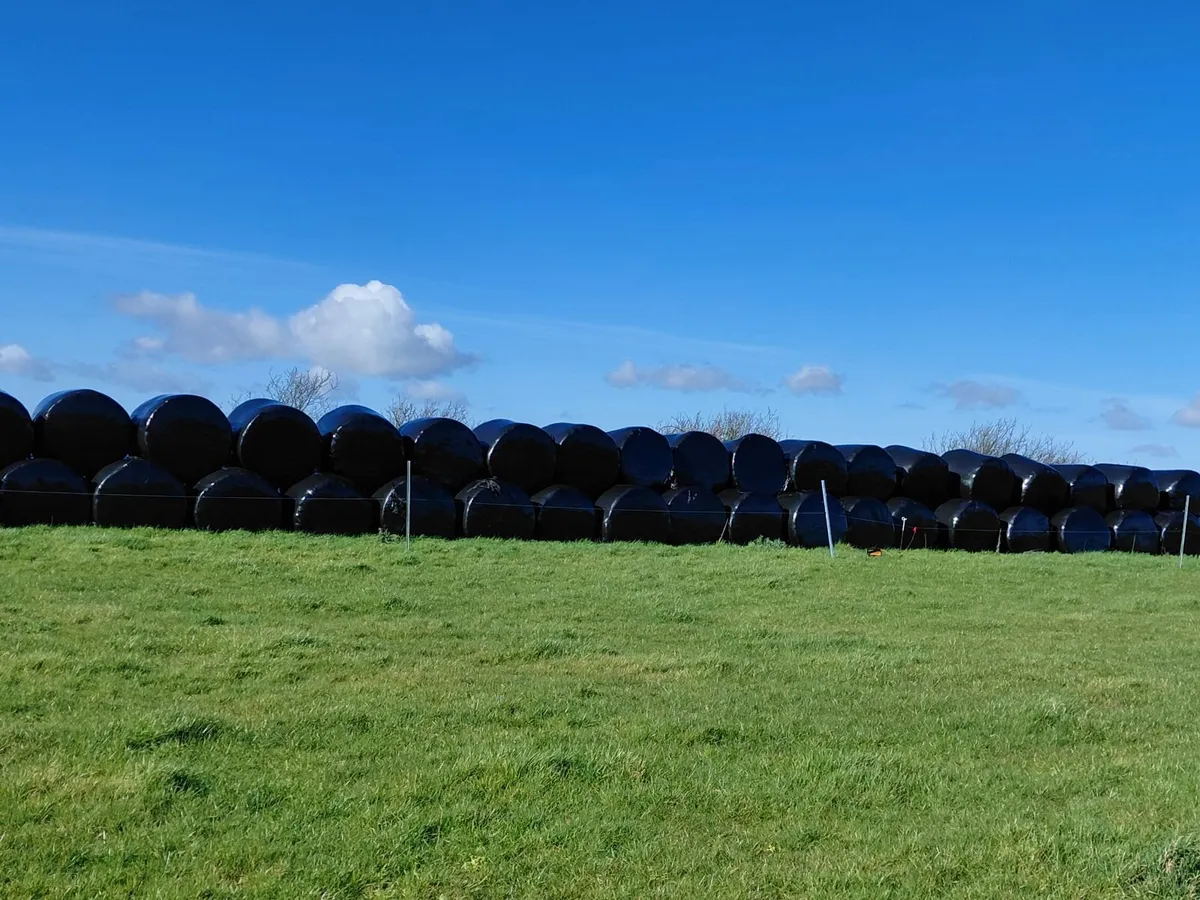First Crop Quality Silage Bales - Image 2